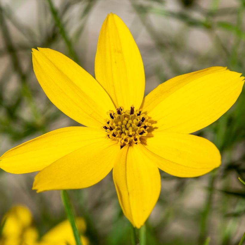 Coreopsis verticillata Zagreb (Floración)