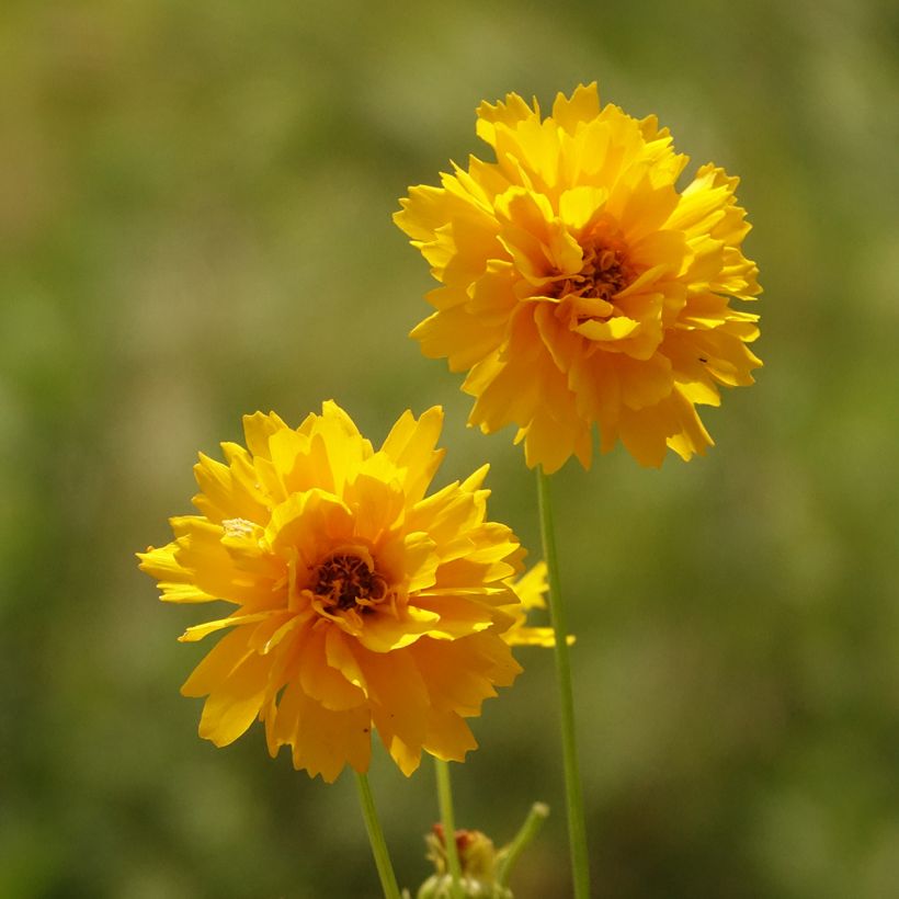 Coreopsis alpinus Early Sunrise (Floración)