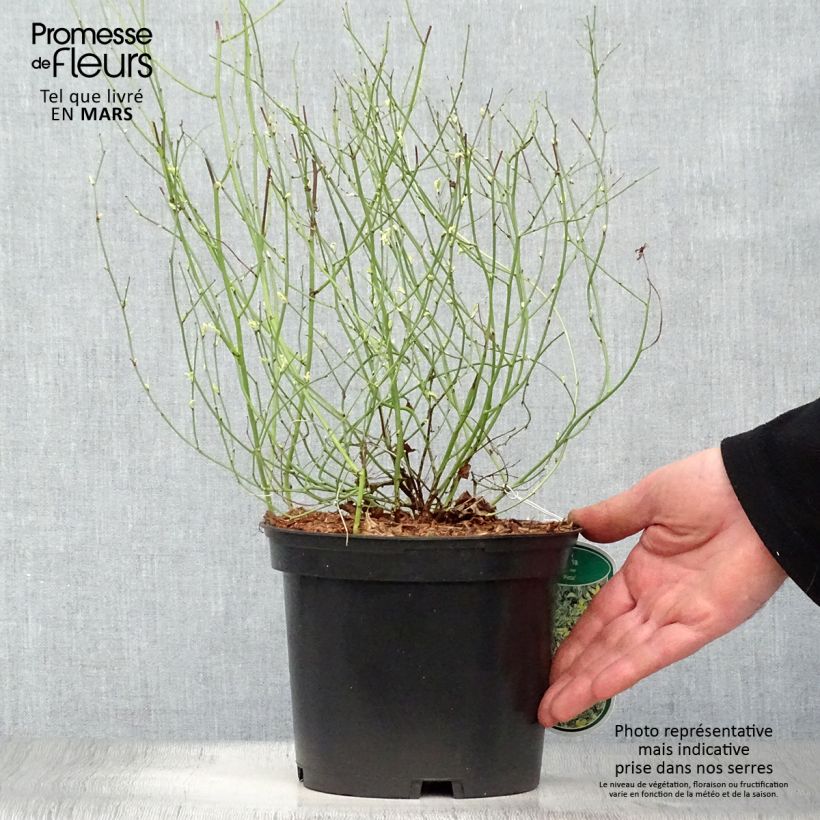 Kerria japonica Picta Maceta 3L/4L Ejemplar entregado en la primavera