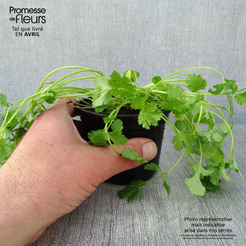 Cilantro Eagle - Coriandrum sativum Maceta de 8/9 cm Ejemplar entregado en la primavera
