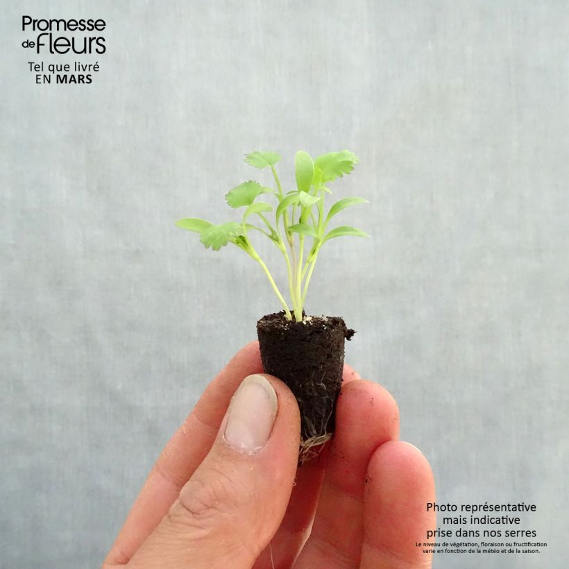 Cilantro de semillas pequeñas minicepellón: Ø 1,5/2,5 cm Ejemplar entregado en la primavera