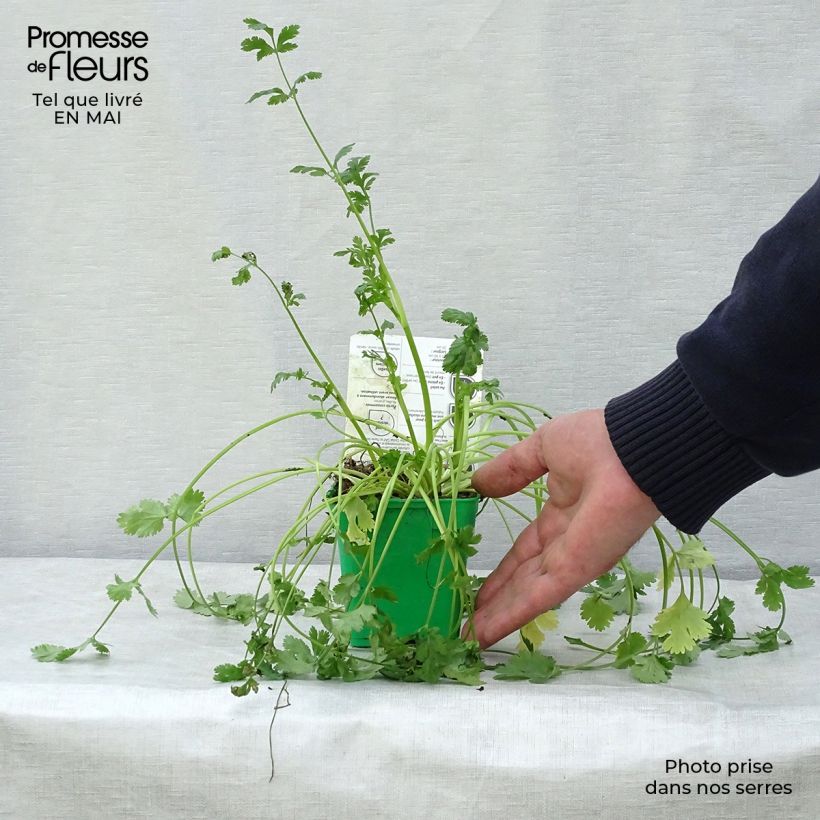 Cilantro (plantas) - Coriandrum sativum Maceta de 10 cm/11 cm Ejemplar entregado en la primavera