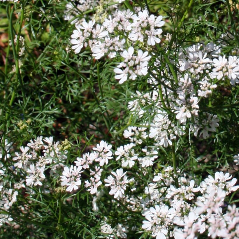 Cilantro (plantas) - Coriandrum sativum (Floración)