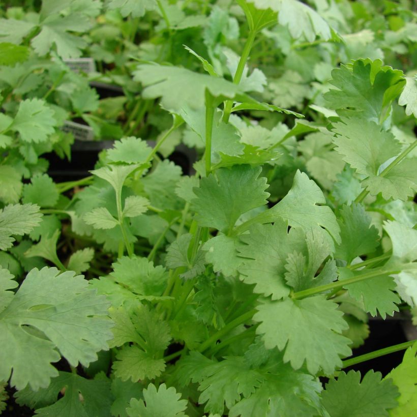 Cilantro Bio (maceta) (Follaje)