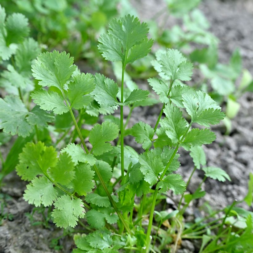 Cilantro - Coriandrum sativum (Follaje)