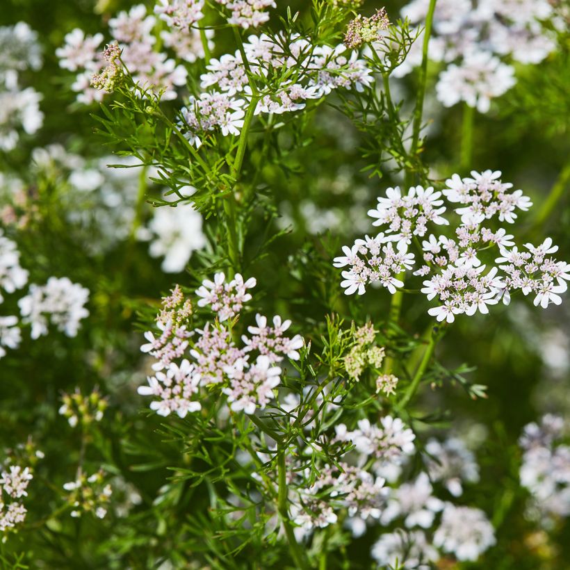 Cilantro - Coriandrum sativum (Floración)