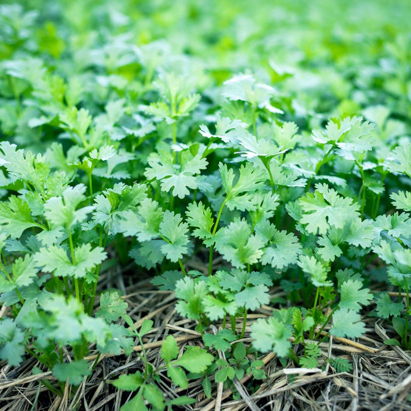 Cilantro - Coriandrum sativum (Porte)