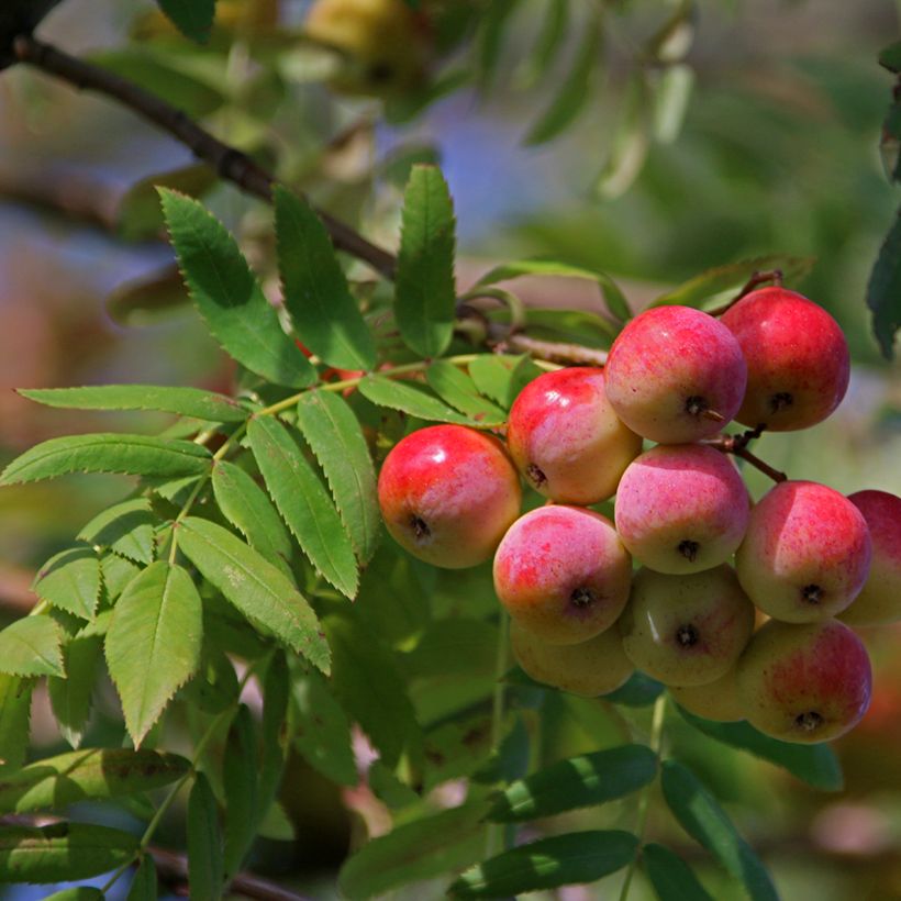 Sorbus domestica  - Service Tree, True Service Tree (Cosecha)
