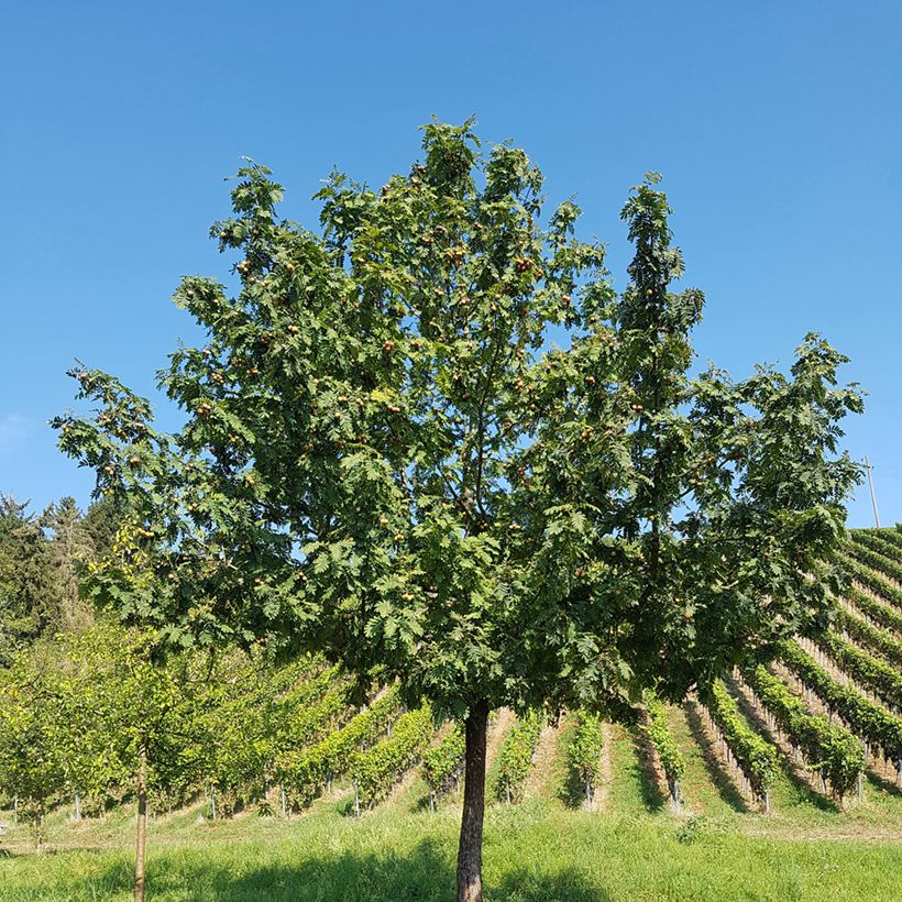 Sorbus domestica  - Service Tree, True Service Tree (Porte)