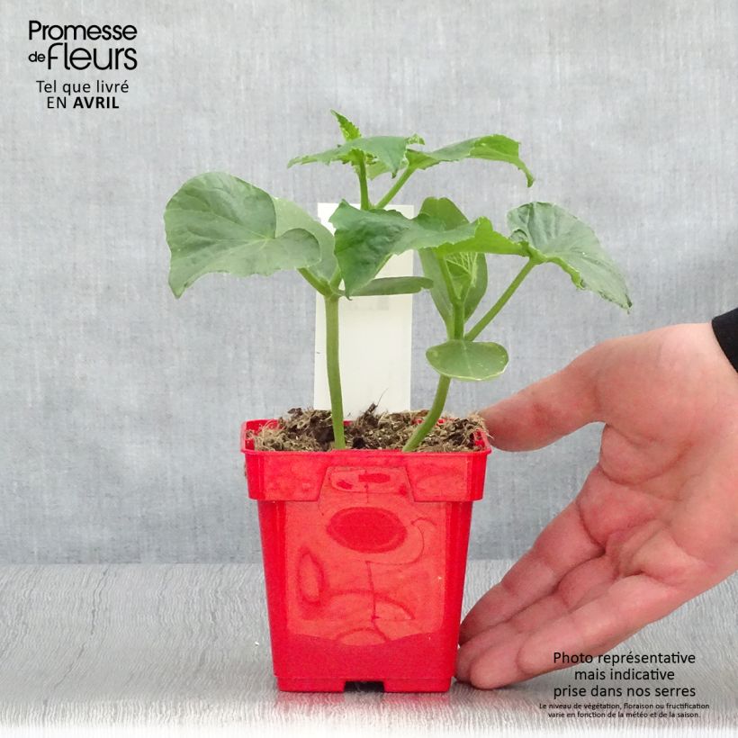 Pepinillo Ceto Maceta de 10 cm/11 cm Ejemplar entregado en la primavera