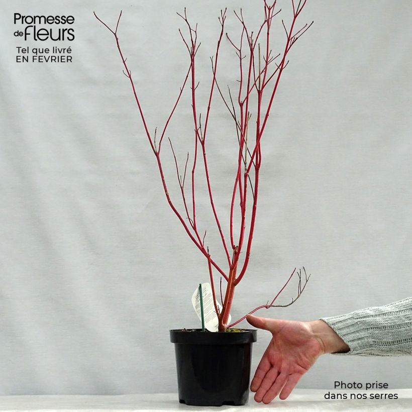 Cornus alba Maceta 2L/3L Ejemplar entregado en invierno