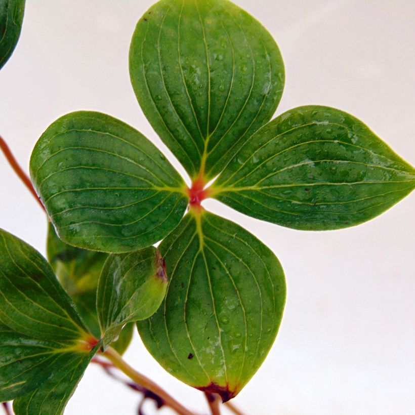Cornus canadensis (Follaje)