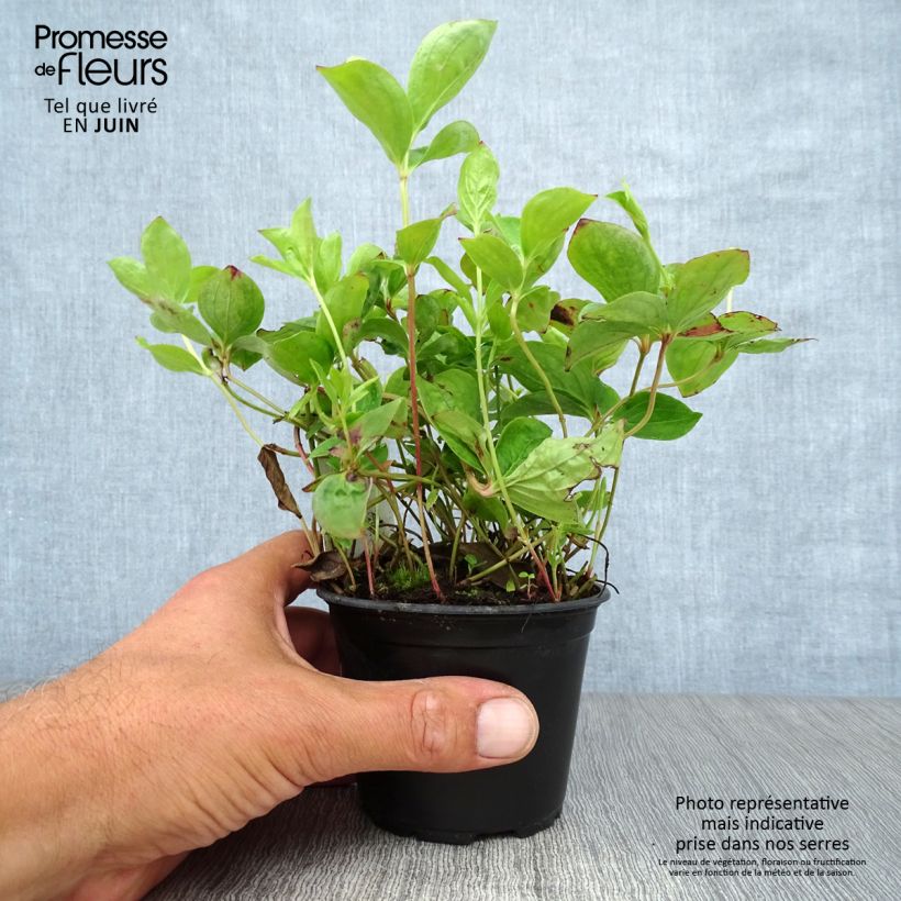 Ejemplar de Cornus canadensis Maceta de 8/9 cm entregado en verano