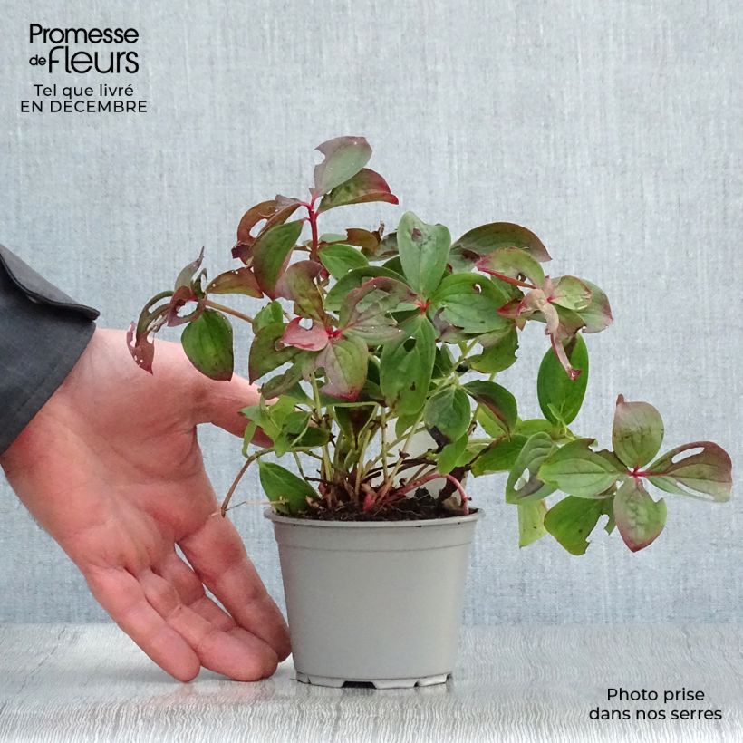 Cornus canadensis Maceta de 8/9 cm Ejemplar entregado en invierno