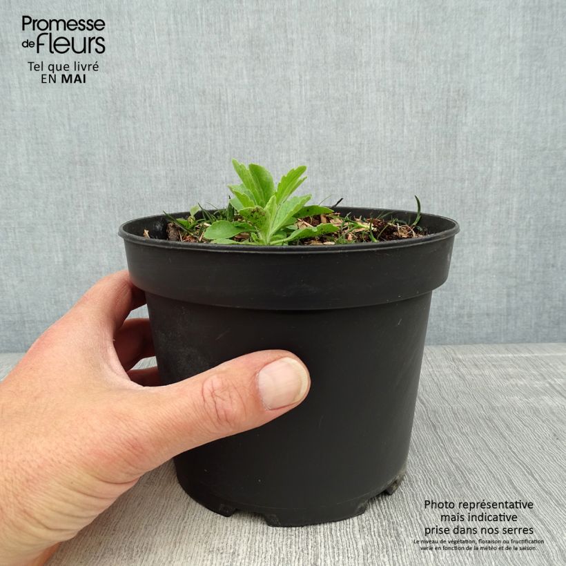 Cornus canadensis Maceta 2L/3L Ejemplar entregado en la primavera