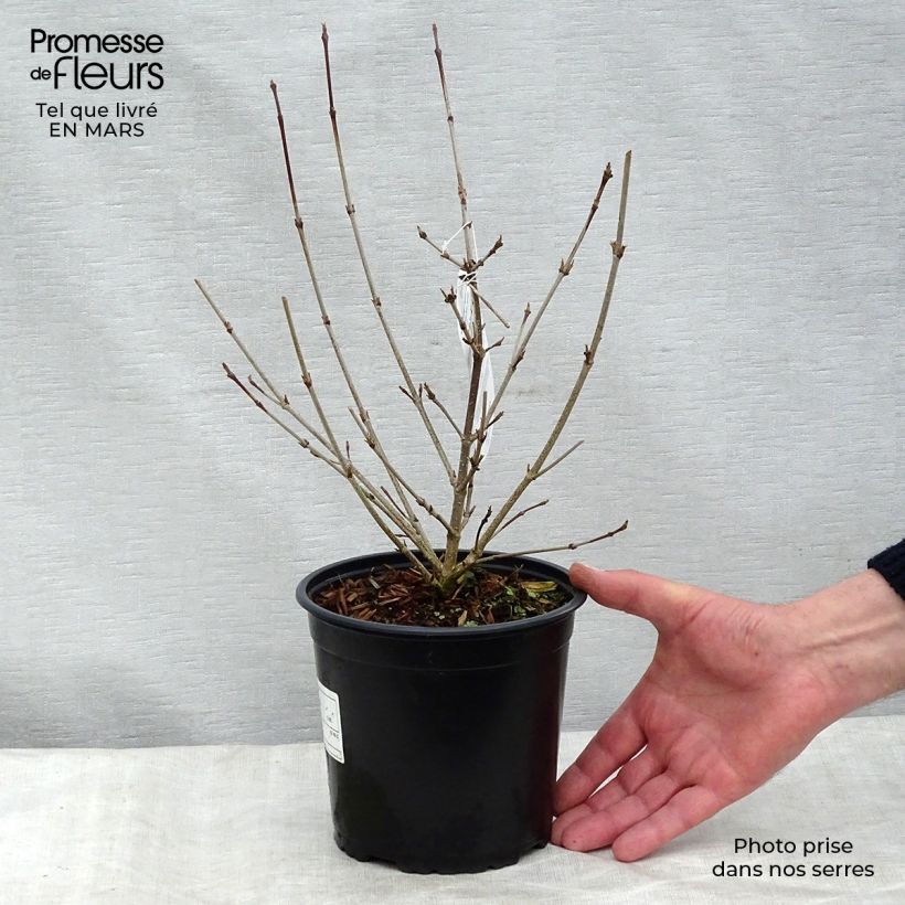 Cornus kousa - Cornejo japonés Maceta 2L/3L Ejemplar entregado en invierno