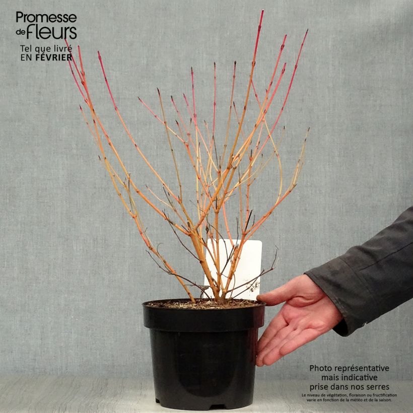Cornus sanguinea Anny's Winter Orange - Cornejo rojo Maceta 2L/3L Ejemplar entregado en invierno