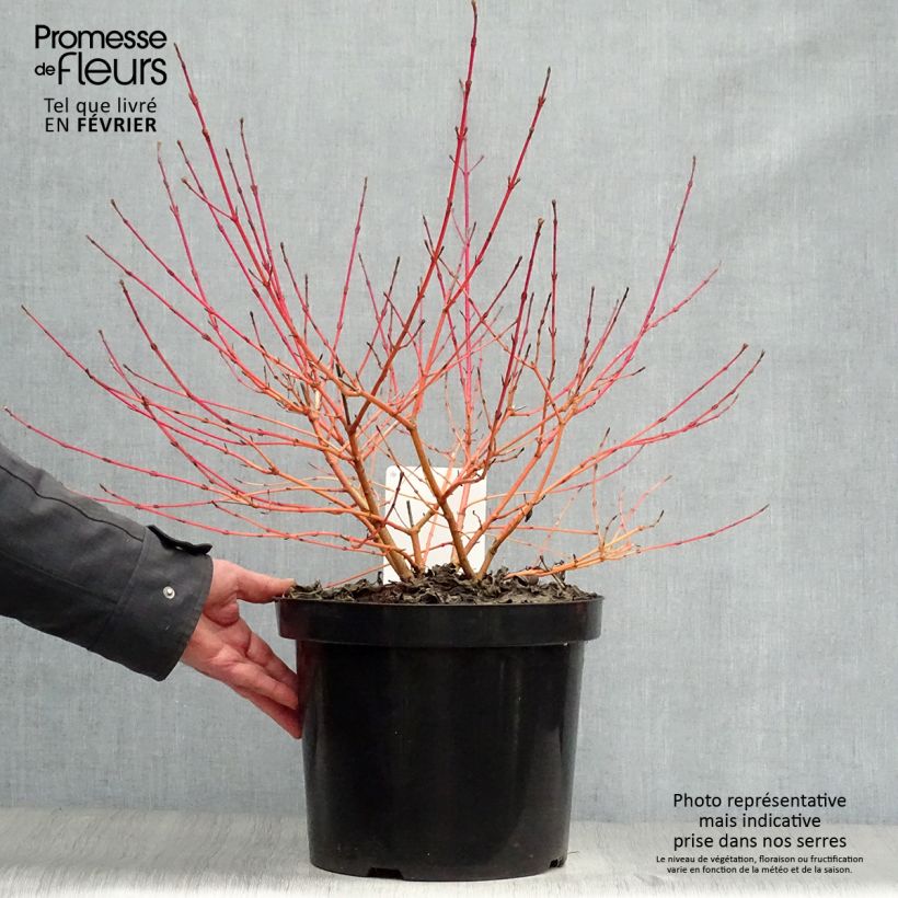 Cornus sanguinea Anny's Winter Orange - Cornejo rojo Maceta 7,5L/10L Ejemplar entregado en invierno