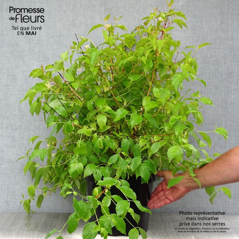 Cornus sanguinea Anny's Winter Orange - Cornejo rojo Maceta 7,5L/10L Ejemplar entregado en la primavera