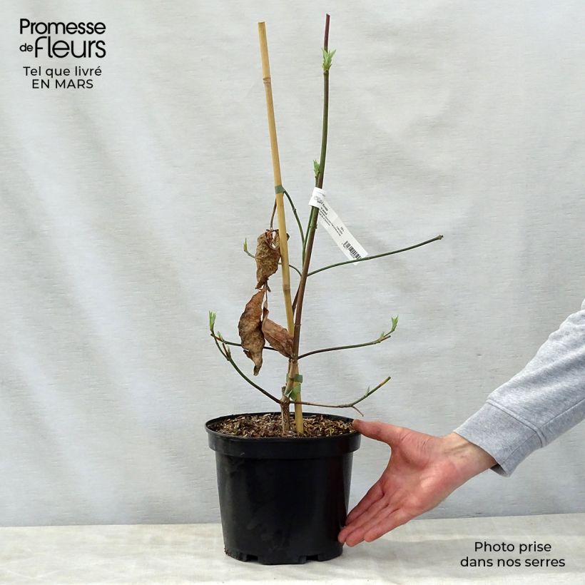 Cornus Eddie's White Wonder Maceta 4L/5L Ejemplar entregado en la primavera