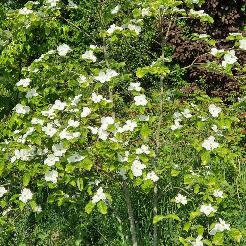 Cornus Eddie's White Wonder (Porte)