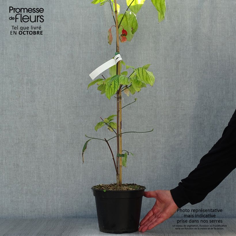 Ejemplar de Cornus Eddie's White Wonder Maceta 4L/5L entregado en otoño