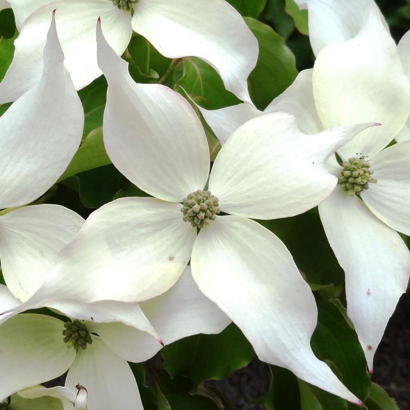Cornus kousa Weisse Fontaine (Floración)