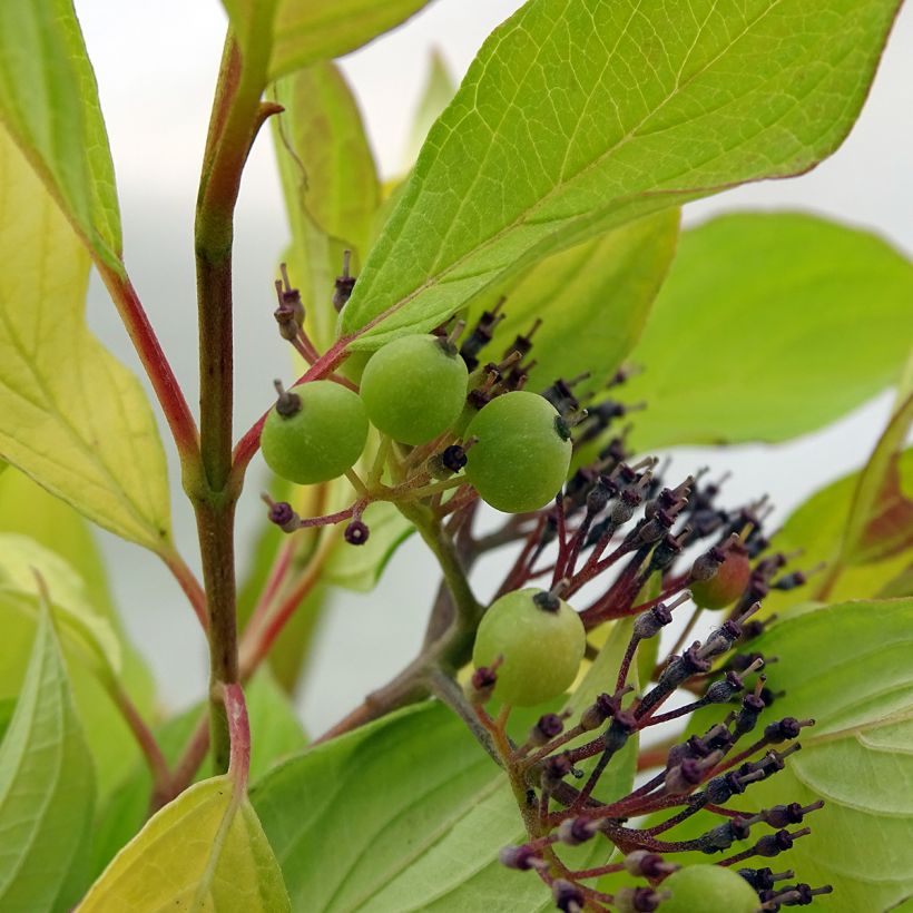Cornus alba Aurea (Cosecha)