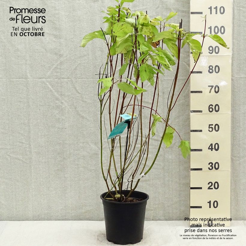 Ejemplar de Cornus alba Aurea Maceta 7,5L/10L entregado en otoño