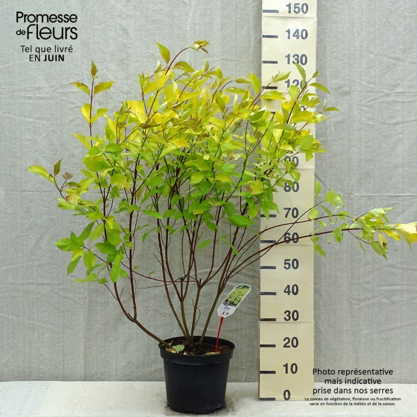 Cornus alba Aurea Maceta 7,5L/10L Ejemplar entregado en la primavera