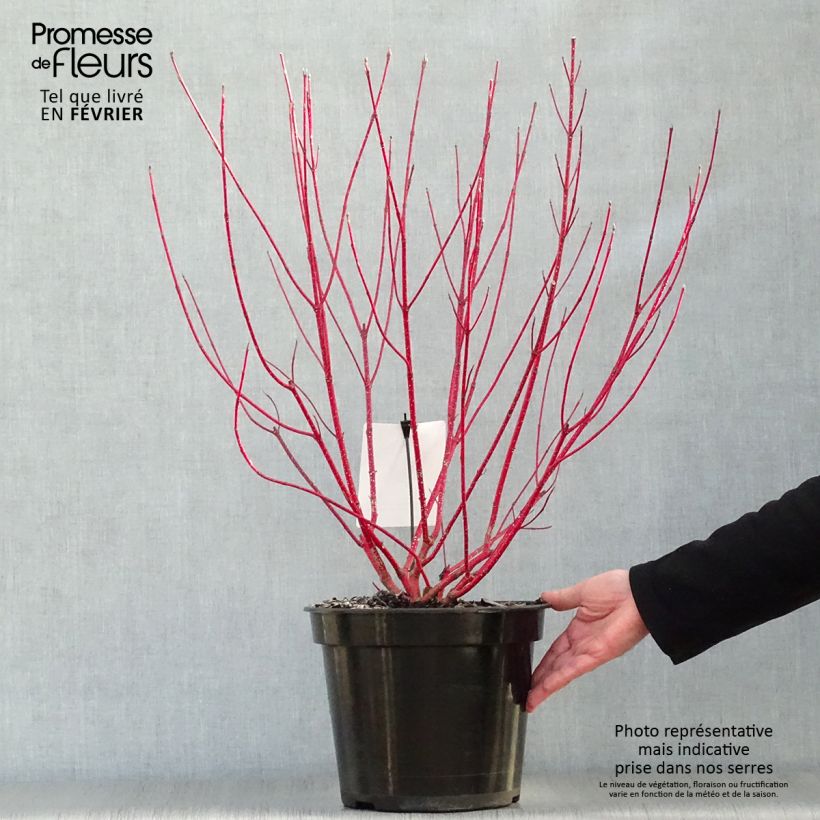 Cornus alba Baton Rouge Maceta 4L/5L Ejemplar entregado en invierno