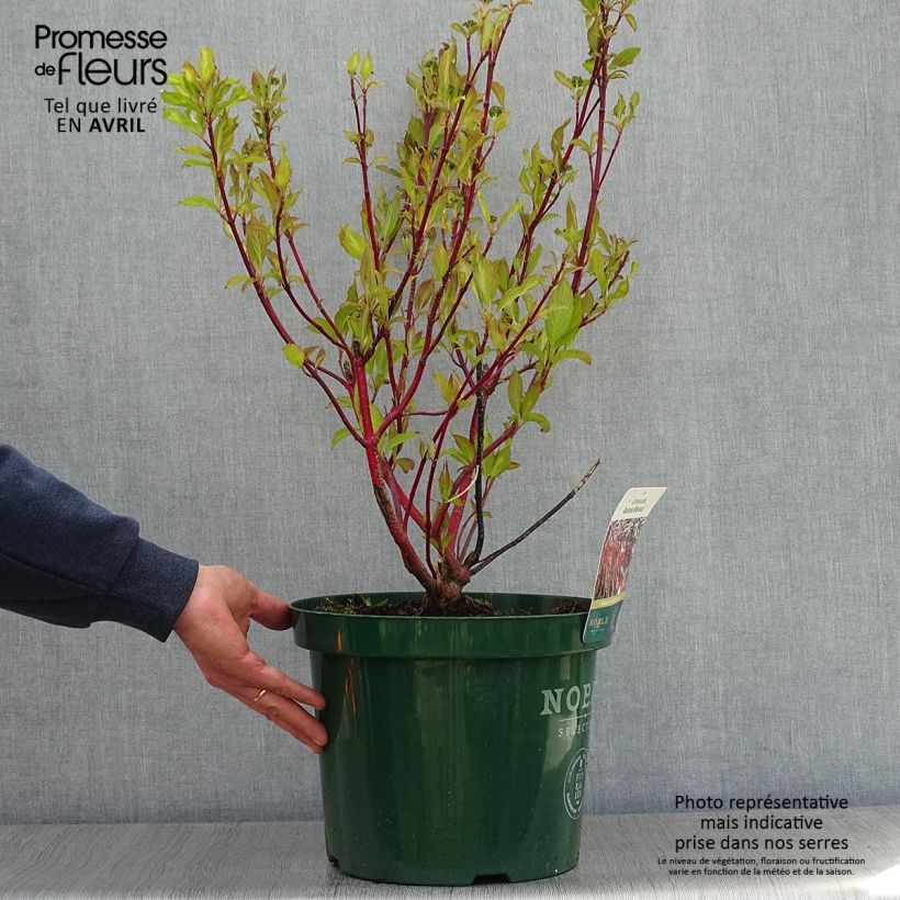 Cornus alba Baton Rouge Maceta 4L/5L Ejemplar entregado en la primavera