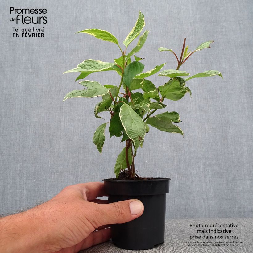 Ejemplar de Cornus alba Cream Cracker Maceta de 10 cm/11 cm entregado en otoño