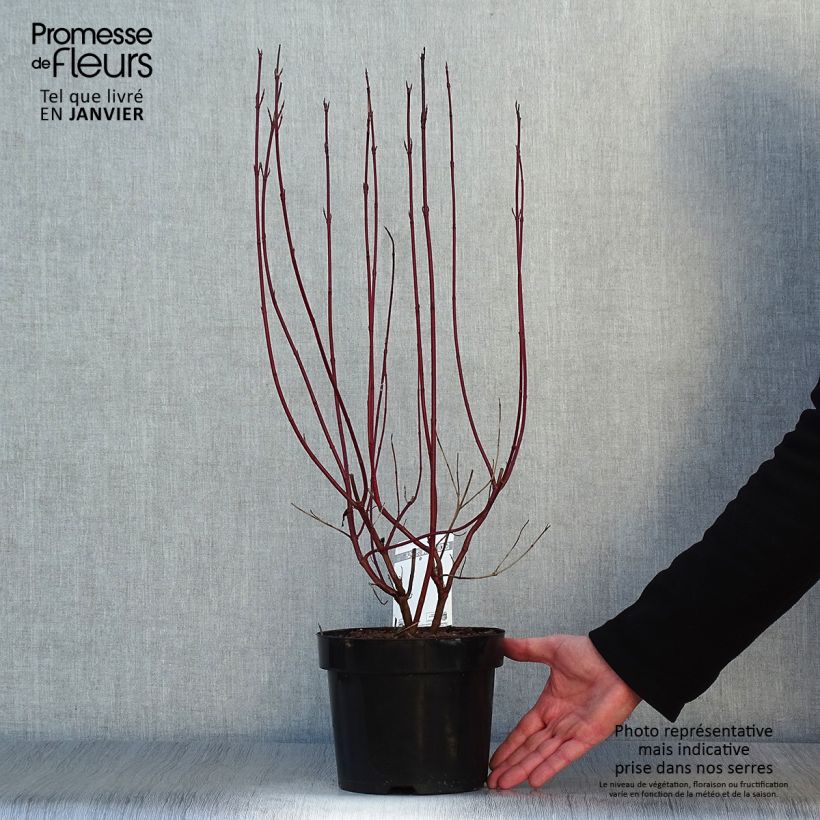 Cornus alba Cream Cracker Maceta 2L/3L Ejemplar entregado en invierno