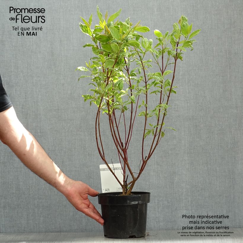 Cornus alba Cream Cracker Maceta 2L/3L Ejemplar entregado en la primavera