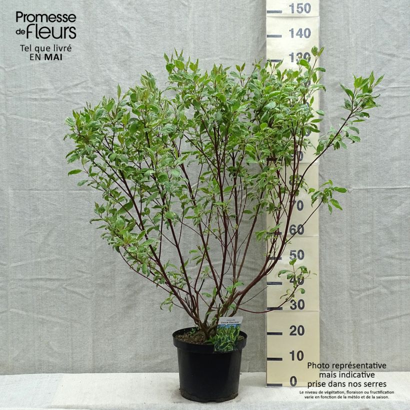 Cornus alba Cream Cracker Maceta 7,5L/10L Ejemplar entregado en la primavera