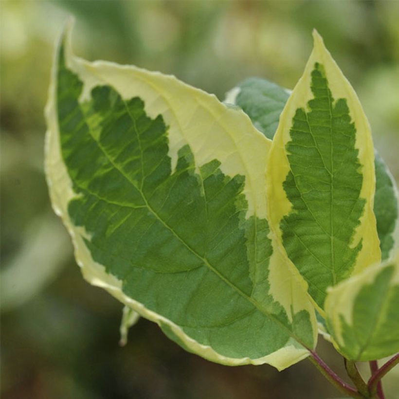 Cornus alba Cream Cracker (Follaje)
