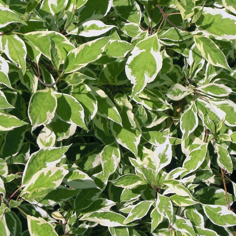 Cornus alba Elegantissima (Follaje)