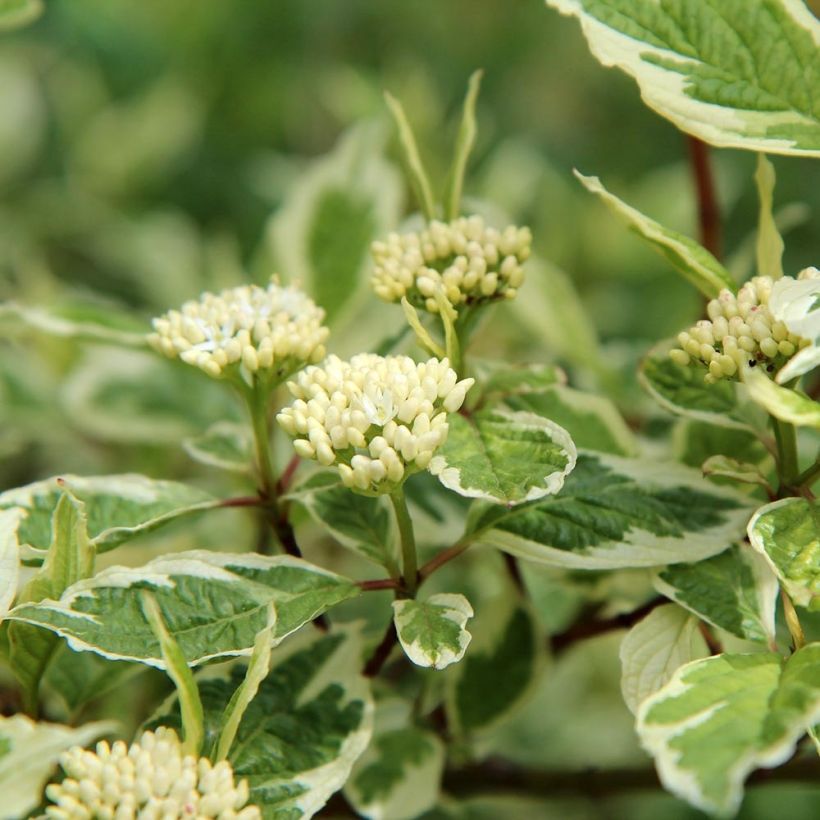 Cornus alba Elegantissima (Floración)
