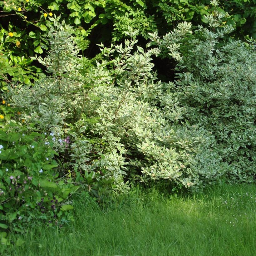 Cornus alba Elegantissima (Porte)