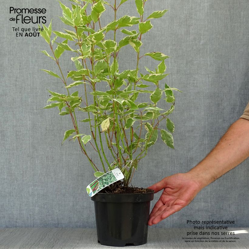 Ejemplar de Cornus alba Elegantissima Maceta 2L/3L entregado en verano