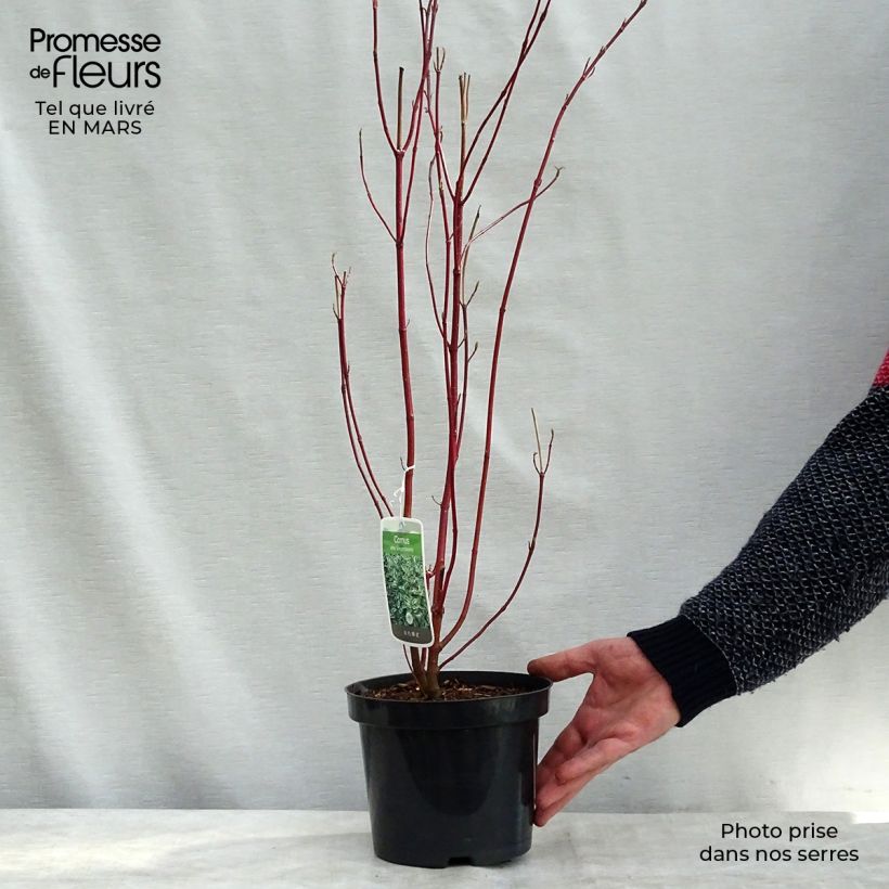 Cornus alba Elegantissima Maceta 7,5L/10L Ejemplar entregado en la primavera