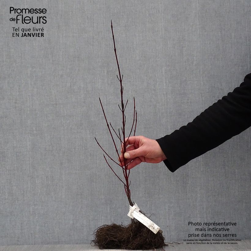 Cornus alba Elegantissima Raíces desnudas Ejemplar entregado en invierno