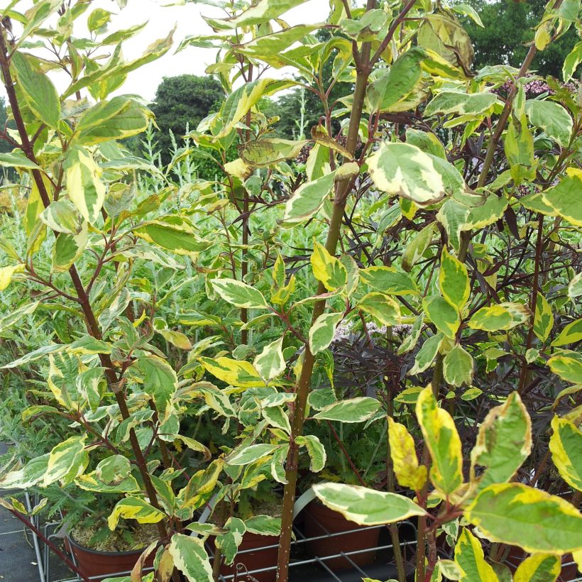 Cornus alba Gouchaultii (Porte)