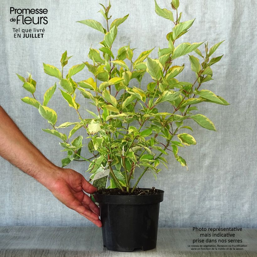 Ejemplar de Cornus alba Gouchaultii Maceta 3L/4L entregado en verano