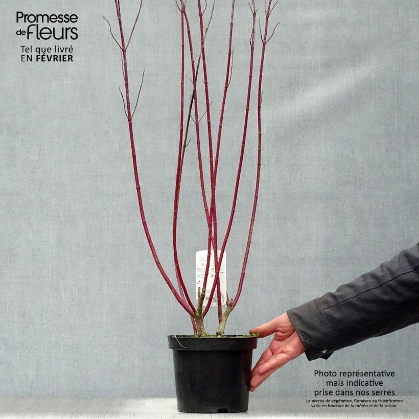Cornus alba Gouchaultii Maceta 3L/4L Ejemplar entregado en invierno