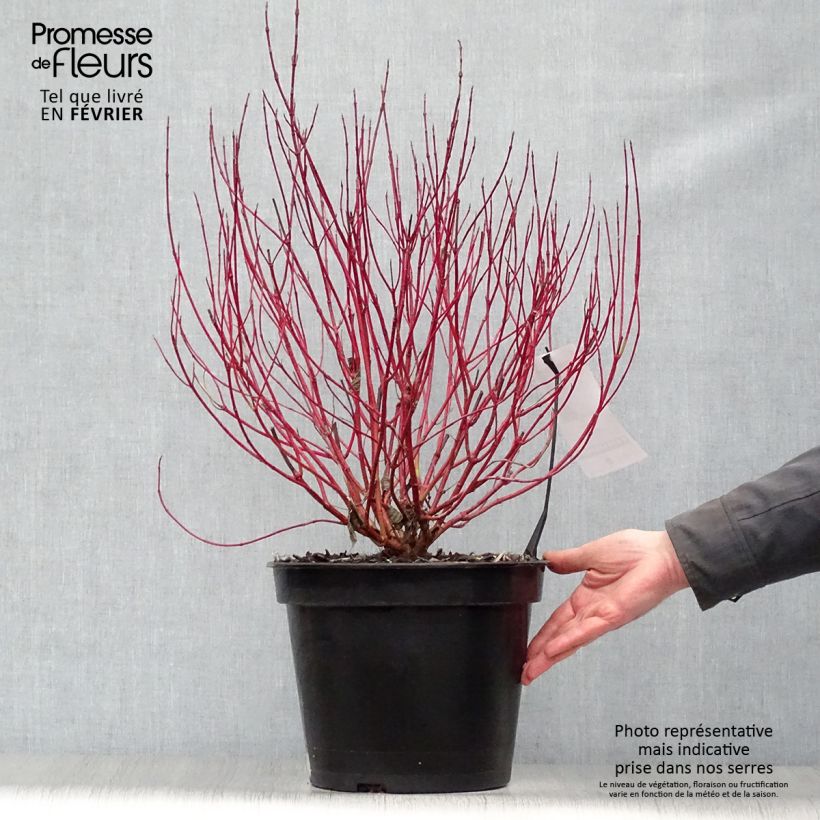 Cornus alba Ivory Halo Maceta 7,5L/10L Ejemplar entregado en invierno