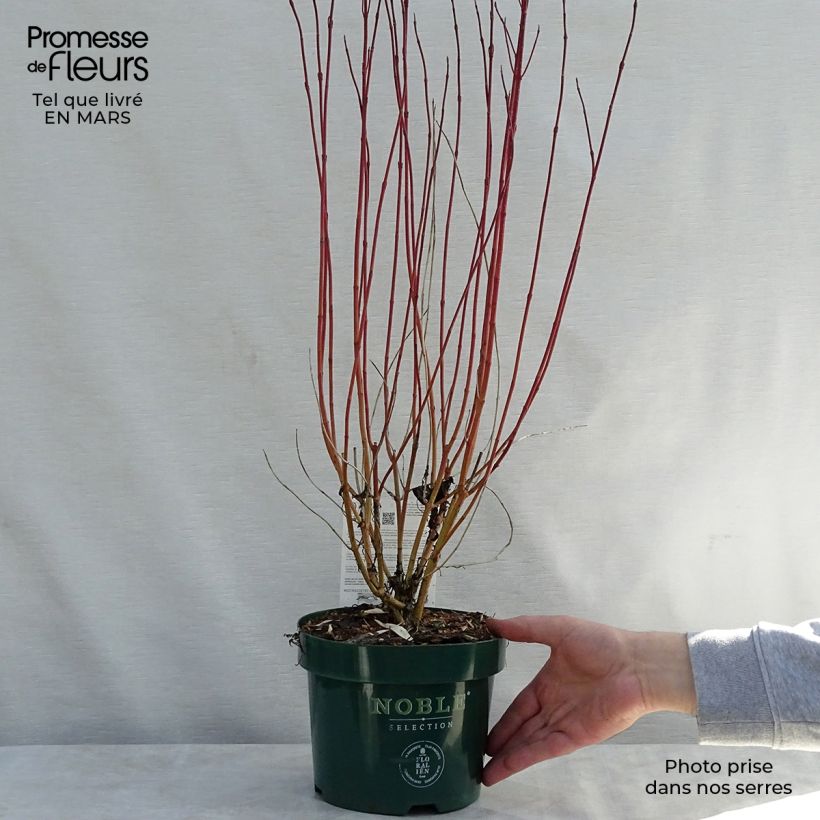Cornus alba Ivory Halo Maceta 3L/4L Ejemplar entregado en la primavera