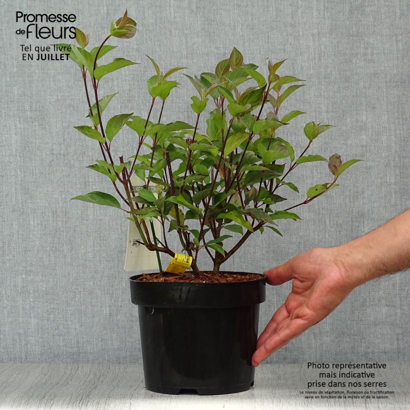 Ejemplar de Cornus alba Kesselringii Maceta 2L/3L entregado en verano