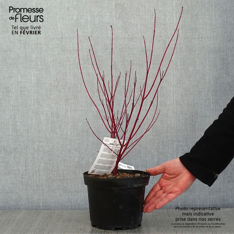 Cornus alba Miracle Maceta 3L/4L Ejemplar entregado en invierno